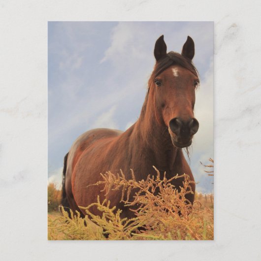 Quarter Horse Briefkaart (Voorkant)