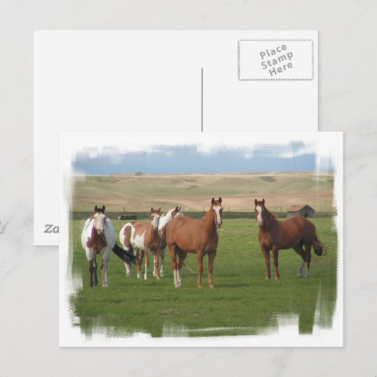 Quarter Horse Briefkaart (Voorkant / Achterkant)