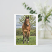 Quarter Horse Briefkaart (Staand voorkant)