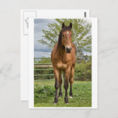 Quarter Horse Briefkaart (Voorkant / Achterkant)