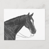 Quarter Horse Briefkaart (Voorkant)