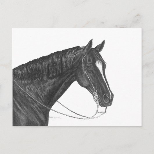 Quarter Horse Briefkaart (Voorkant)