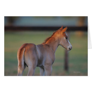 Quarter Horse Foal