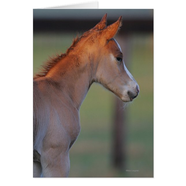 Quarter Horse Foal (Voorkant)