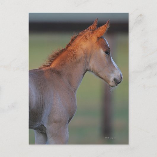 Quarter Horse Foal Briefkaart (Voorkant)