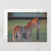 Quarter Horse Foal Briefkaart (Voorkant / Achterkant)
