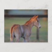 Quarter Horse Foal Briefkaart (Voorkant)