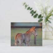 Quarter Horse Foal Briefkaart (Staand voorkant)