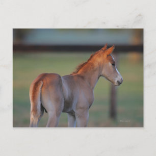 Quarter Horse Foal Briefkaart