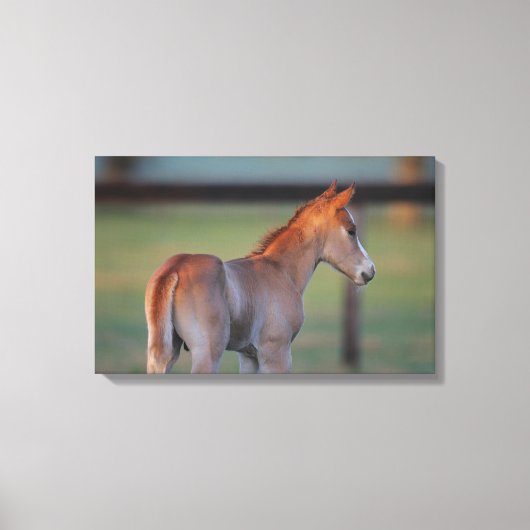 Quarter Horse Foal Canvas Afdruk (Voorkant)