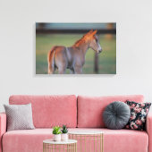 Quarter Horse Foal Canvas Afdruk (Insitu (Woonkamer))