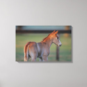 Quarter Horse Foal Canvas Afdruk