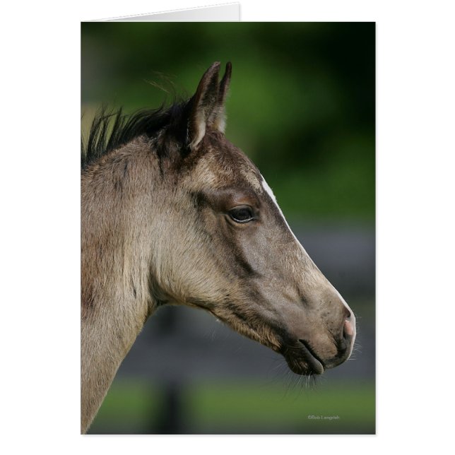 Quarter Horse Foal Headshot (Voorkant)