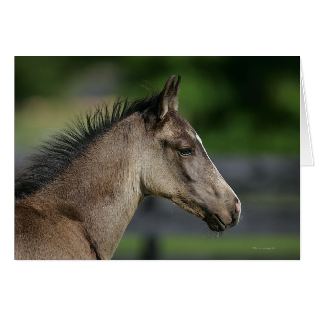 Quarter Horse Foal Headshot (Voorkant Horizontaal)