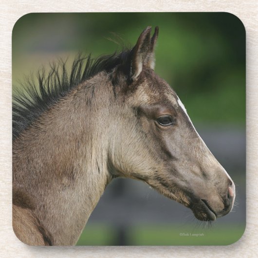 Quarter Horse Foal Headshot Bier Onderzetter (Voorkant)
