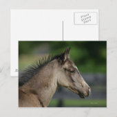Quarter Horse Foal Headshot Briefkaart (Voorkant / Achterkant)