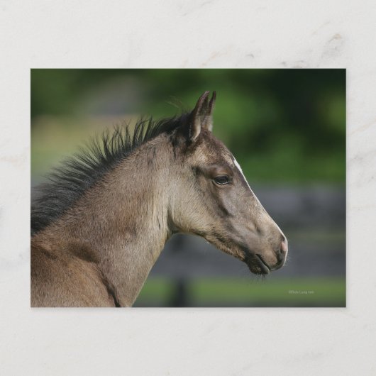 Quarter Horse Foal Headshot Briefkaart (Voorkant)