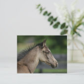 Quarter Horse Foal Headshot Briefkaart (Staand voorkant)