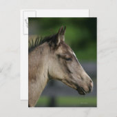 Quarter Horse Foal Headshot Briefkaart (Voorkant / Achterkant)