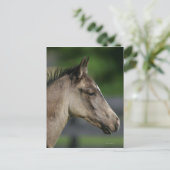 Quarter Horse Foal Headshot Briefkaart (Staand voorkant)