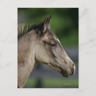 Quarter Horse Foal Headshot Briefkaart