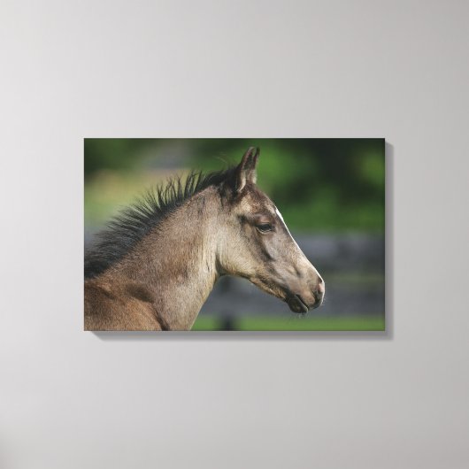 Quarter Horse Foal Headshot Canvas Afdruk (Voorkant)