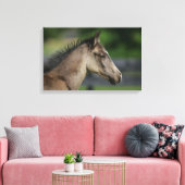 Quarter Horse Foal Headshot Canvas Afdruk (Insitu (Woonkamer))