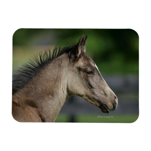 Quarter Horse Foal Headshot Magneet (Horizontaal)
