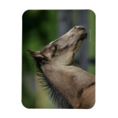Quarter Horse Foal Headshot Magneet (Verticaal)