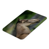 Quarter Horse Foal Headshot Magneet (Linkerzijde)