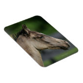 Quarter Horse Foal Headshot Magneet (Rechterzijde)