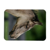 Quarter Horse Foal Headshot Magneet (Horizontaal)