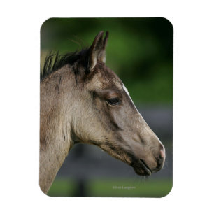 Quarter Horse Foal Headshot Magneet
