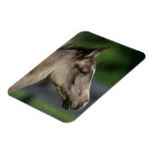 Quarter Horse Foal Headshot Magneet (Linkerzijde)