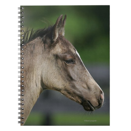 Quarter Horse Foal Headshot Notitieboek (Voorkant)