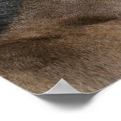 Quarter Horse Foal Headshot Poster (Hoek)