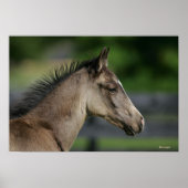 Quarter Horse Foal Headshot Poster (Voorkant)