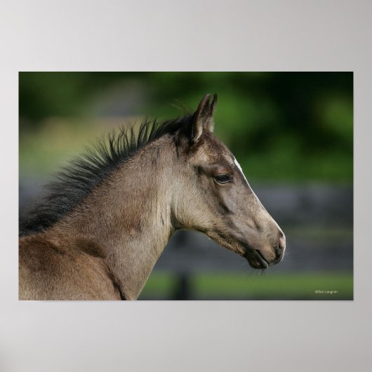 Quarter Horse Foal Headshot Poster (Voorkant)