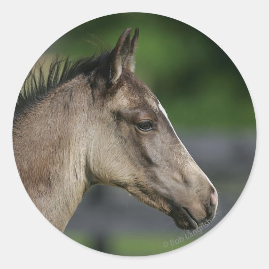 Quarter Horse Foal Headshot Ronde Sticker (Voorkant)