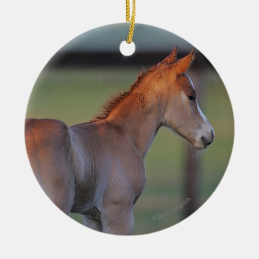 Quarter Horse Foal Keramisch Ornament (Voorkant)