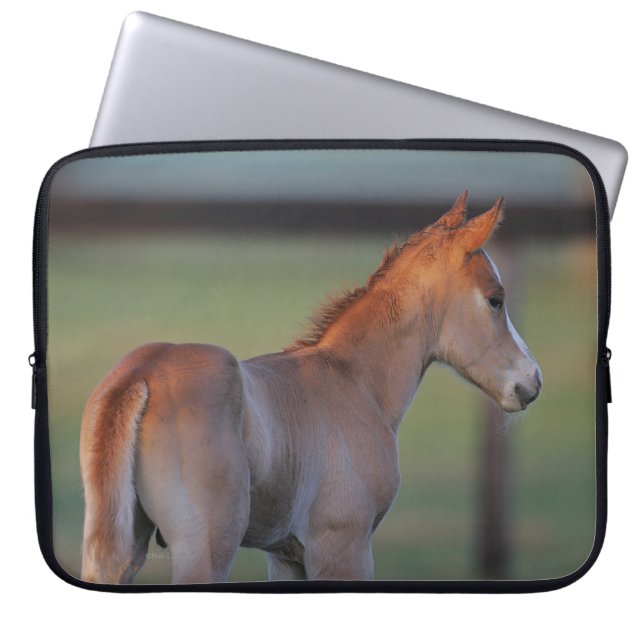 Quarter Horse Foal Laptop Sleeve (Voorkant)