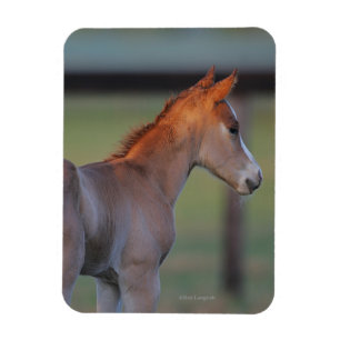 Quarter Horse Foal Magneet