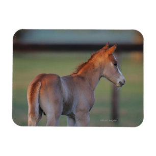 Quarter Horse Foal Magneet