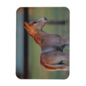 Quarter Horse Foal Magneet (Verticaal)