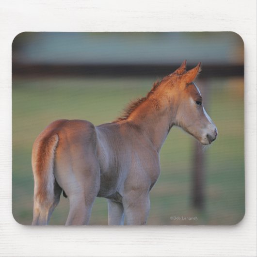 Quarter Horse Foal Muismat (Voorkant)