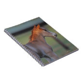 Quarter Horse Foal Notitieboek (Rechterzijde)