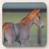 Quarter Horse Foal Onderzetter (Voorkant)