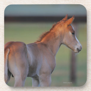 Quarter Horse Foal Onderzetter