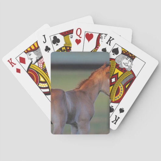 Quarter Horse Foal Pokerkaarten (Achterkant)