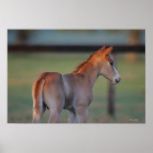 Quarter Horse Foal Poster (Voorkant)